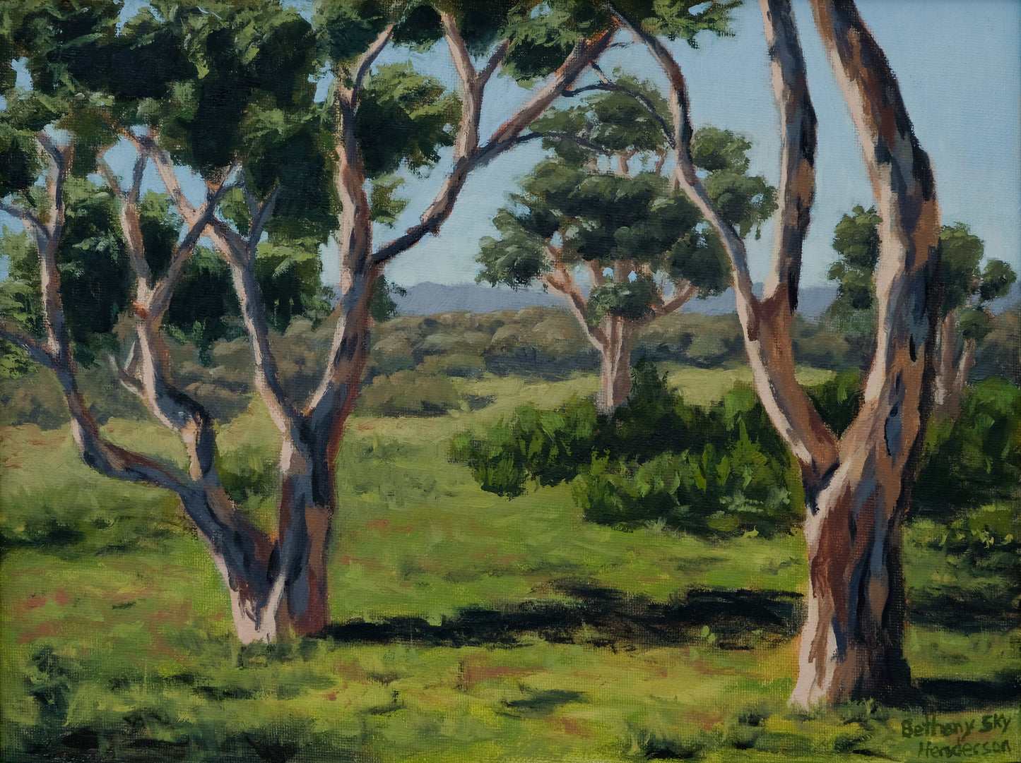 Australian Gum Trees