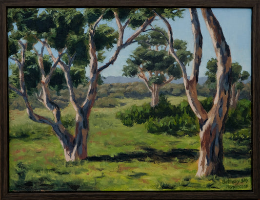 Australian Gum Trees